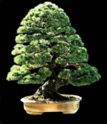 persiano_japanese_white_pine_150p.jpg