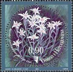 3-postzegelblog-postzegel-edelweiss-bosnie-herzogovina-2003