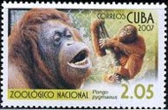 8-postzegel-orang-oetan-cuba-2007