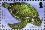 8-postzegel-zeeschildpad-lepidochelys-verenigd-koninkrijk-montserrat-2007