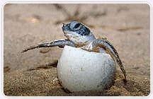 zeeschildpad-komt-uit-het-ei