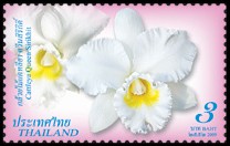 thailand_bloem_orchidee_1