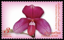 thailand_bloem_orchidee_2