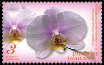 thailand_bloem_orchidee_4