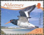 wader-birds-alderney