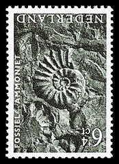 NVPH 767 - Zomerzegel 1962 - Fossiel Ammoniet