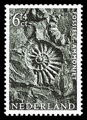 NVPH 767 - Zomerzegel 1962 - Fossiel Ammoniet
