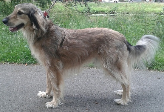 tim de saluki