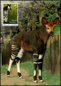 maxikaart-okapi-1992