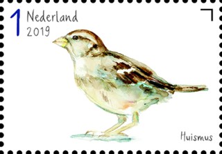 Tuinvogels in Nederland - Huismus