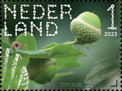 Beleef de natuur – De Wieden - zomereik