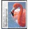Flamingo - Caribisch Nederland