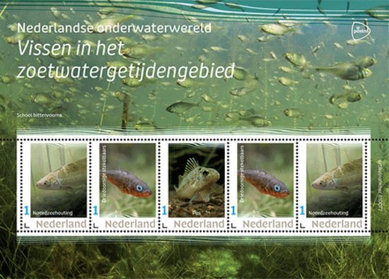 Nederlandse onderwaterwereld - Vissen in het zoetwatergetijdengebied